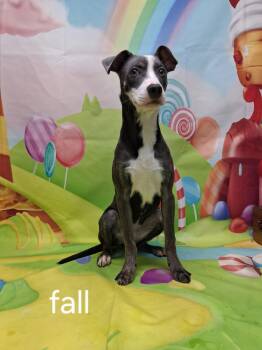 Mixed Breed Dogs Available for Adoption in Urbana, Ohio - Fall | PetCurious