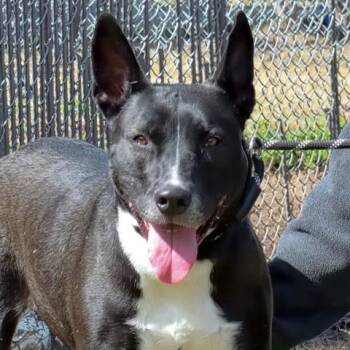 Rescue Australian Kelpie and Mixed Breed Dogs for Adoption in Brunswick, Georgia - RAVEN | PetCurious