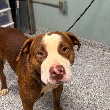 American Staffordshire Terrier Dogs Available for Adoption - Rucker | PetCurious