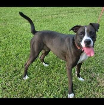 Adrian -  Boxer and American Bully Dog for Adoption in Houston, Texas - Adrian | PetCurious