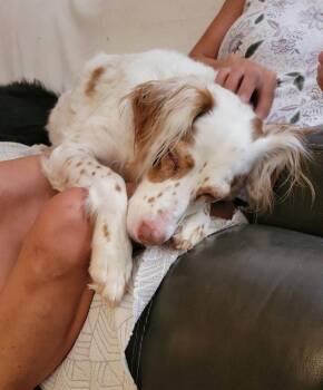 Millie -  English Setter Dog for Adoption in Hilliard, Ohio - Millie | PetCurious