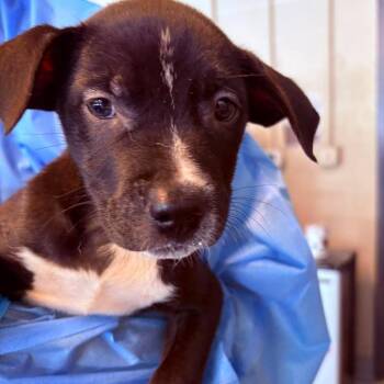 Alfonso -  Mixed Breed Dog for Adoption in Huntington, West Virginia - Alfonso | PetCurious
