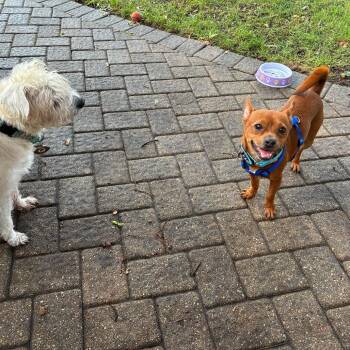 Butterfinger -  Chihuahua and Mixed Breed Dog for Adoption in Bedford Park, Illinois - Butterfinger | PetCurious
