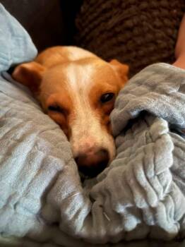 Dragon Tamer -  Chihuahua Dog for Adoption in Eugene, Oregon - Dragon Tamer | PetCurious