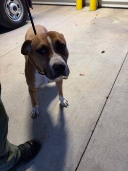 Rescue Boxer and Mixed Breed Dogs for Adoption in Gastonia, North Carolina - 59818963 | PetCurious