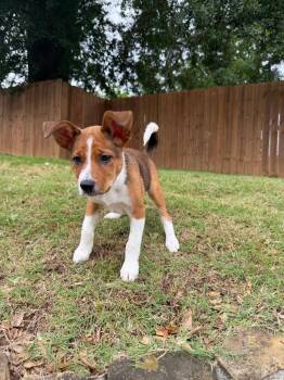 Brownie 2 -  Australian Shepherd and Cattle Dog Dog for Adoption in Gilmer, Texas - Brownie 2 | PetCurious
