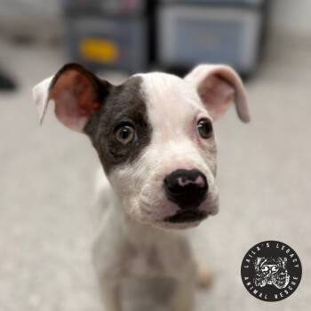 Rescue Terrier Dogs for Adoption in Washington, District Of Columbia - Wallace (FKA Raspberry) | PetCurious