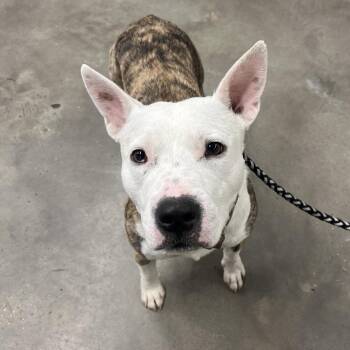 Otis -  Terrier Dog for Adoption in Tampa, Florida - Otis | PetCurious
