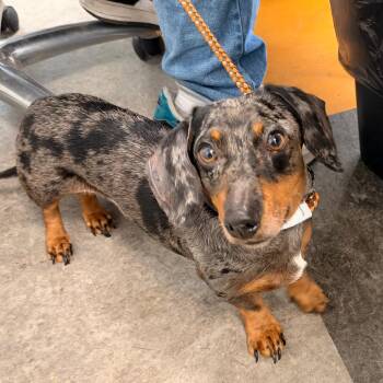 Audrey -  Dachshund Dog for Adoption in Philadelphia, Pennsylvania - Audrey | PetCurious