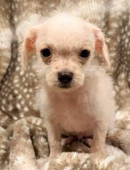 Miniature Poodle and Terrier Dogs Available for Adoption - Casper | PetCurious