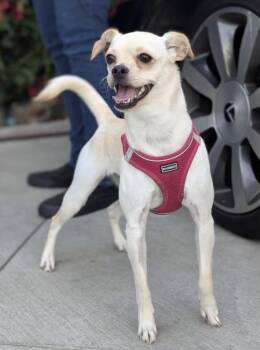 Rescue Chug and Pug Dogs for Adoption in Los Angeles, California - Mandy | PetCurious