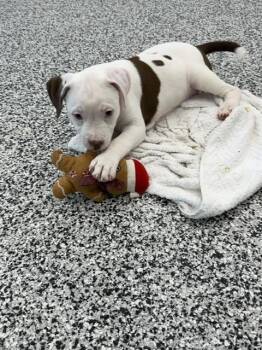 CINDERELLA -  American Bulldog Dog for Adoption in Vaughan, Ontario - CINDERELLA | PetCurious