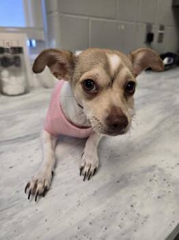 Cinnamon -  Chihuahua and Terrier Dog for Adoption in Wellington, Kansas - Cinnamon | PetCurious