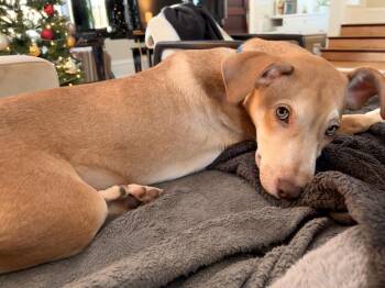 Hound Dogs Available for Adoption - Miko | PetCurious