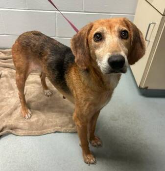 JOLENE -  Beagle and Mixed Breed Dog for Adoption in St. Cloud, Florida - JOLENE | PetCurious