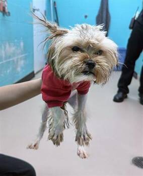 Mixed Breed Dogs Available for Adoption - Petal | PetCurious