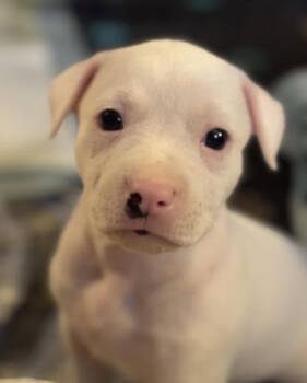 Rosita -  Mixed Breed Dog for Adoption in Grafton, Massachusetts - Rosita | PetCurious