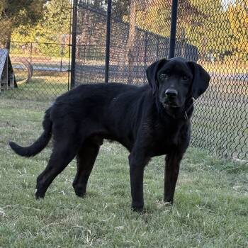 Rescue Labrador Retriever Dogs for Adoption in Cabot, Arkansas - (Found) Kilo | PetCurious