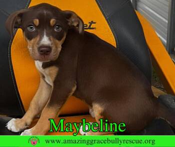 Labrador Retriever Dogs Available for Adoption - Maybeline | PetCurious