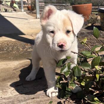 Labrador Retriever and American Staffordshire Terrier Dogs Available for Adoption - Brazos | PetCurious