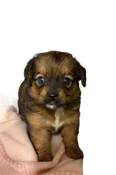 Rescue Chihuahua and Cocker Spaniel Dogs for Adoption in Sanford, North Carolina - Giselle | PetCurious