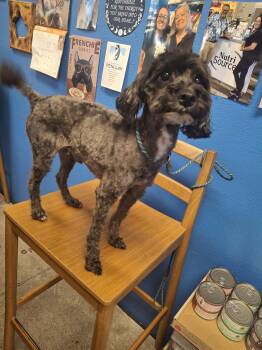 Oreo -  Miniature Poodle Dog for Adoption in Las Vegas, Nevada - Oreo | PetCurious