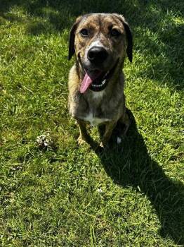 WYNONA -  Plott Hound and Mixed Breed Dog for Adoption in Grovetown, Georgia - WYNONA | PetCurious