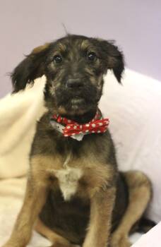 BBQ in NH. Come Meet our Adoptable Dogs Wednesday-Saturday. More -  Poodle Dog for Adoption in Manchester, New Hampshire - BBQ In NH. Come Meet Our Adoptable Dogs Wednesday-Saturday. More | PetCurious
