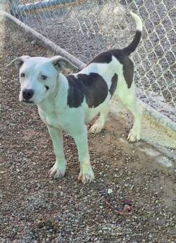Rescue Pit Bull Terrier Dogs for Adoption in Leavenworth, Kansas - 25-0654"Hank" | PetCurious