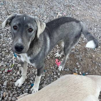 Shep -  Anatolian Shepherd Dog for Adoption in Pineville, Missouri - Shep | PetCurious