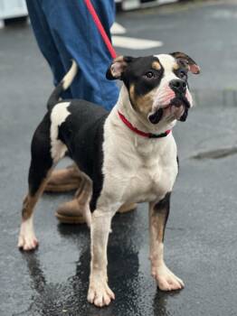 American Bulldog Dogs Available for Adoption in Martinsville, Virginia - Sheldon Cooper | PetCurious