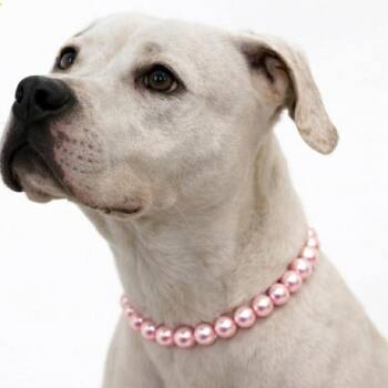 Sarah -  Pit Bull Terrier and Mixed Breed Dog for Adoption in Milan, Illinois - Sarah | PetCurious