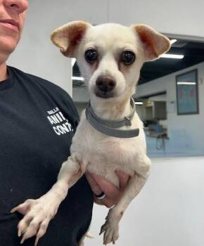 Nemo -  Chihuahua and Smooth Fox Terrier Dog for Adoption in Thompson Falls, Montana - Nemo | PetCurious
