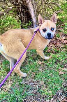 Mixed Breed Dogs Available for Adoption in Manchester, Connecticut - Marley 1 | PetCurious