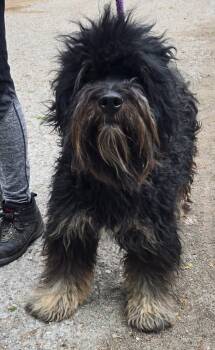 Rescue Affenpinscher and Mixed Breed Dogs for Adoption in Saint Clairsville, Ohio - Buster | PetCurious