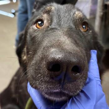 Retriever and Shepherd Dogs Available for Adoption - Junebug | PetCurious