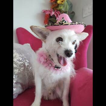 Rescue Mixed Breed Dogs for Adoption in Hurricane, Utah - Marshmallow | PetCurious