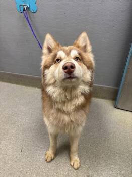 Siberian Husky Dogs Available for Adoption in Las Vegas, Nevada - ERNIE | PetCurious