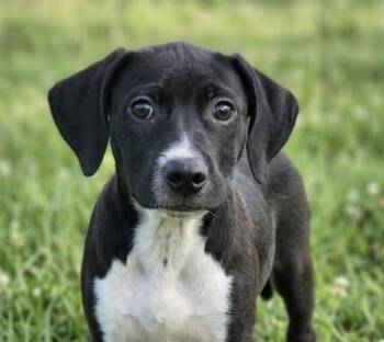 Pup Strawberry -  Labrador Retriever and Pit Bull Terrier Dog for Adoption in Washington, District Of Columbia - Pup Strawberry | PetCurious