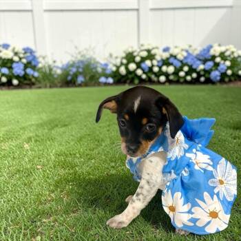 Dorito -  Chihuahua Dog for Adoption in Fort Worth, Texas - Dorito | PetCurious