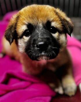 Great Pyrenees Dogs Available for Adoption in Newburg, Missouri - Paislee | PetCurious