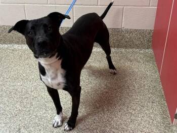 Labrador Retriever and Mixed Breed Dogs Available for Adoption in Colorado Springs, Colorado - MOOSE | PetCurious
