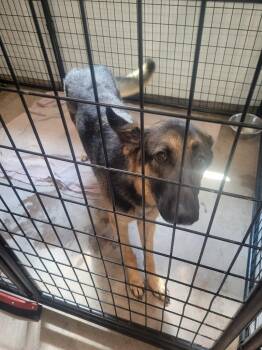 Ada -  German Shepherd Dog Dog for Adoption in Ashland, Wisconsin - Ada | PetCurious