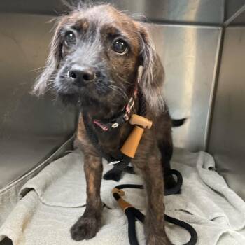Little Red -  Border Terrier Dog for Adoption in Pasadena, California - Little Red | PetCurious