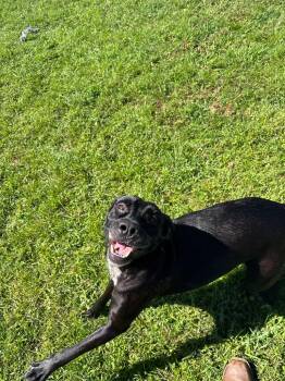 Cinderella -  Labrador Retriever and Mixed Breed Dog for Adoption in Metter, Georgia - Cinderella | PetCurious