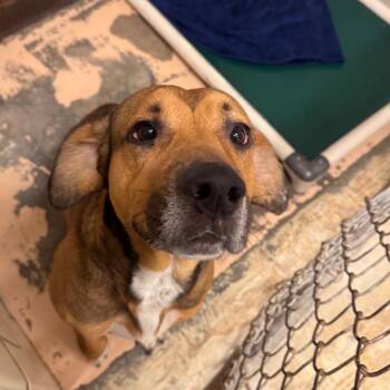 Bloodhound and Retriever Dogs Available for Adoption - Henry | PetCurious