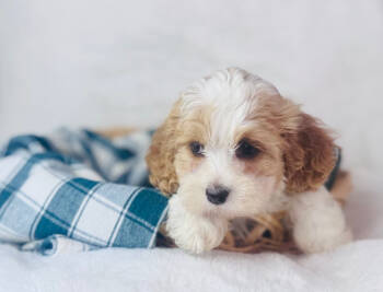 Sady  -  Cavachon Dog for Sale in Morrow, Ohio - Sady  | PetCurious