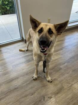 German Shepherd Dog Dogs Available for Adoption in Benbrook, Texas - Nova 2939 | PetCurious