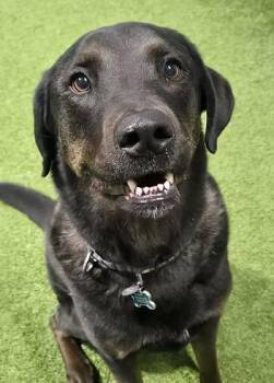 Labrador Retriever Dogs Available for Adoption in Racine, Wisconsin - David Silver | PetCurious