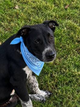 Preston -  Australian Cattle Dog Blue Heeler Dog for Adoption in Okolona, Mississippi - Preston | PetCurious